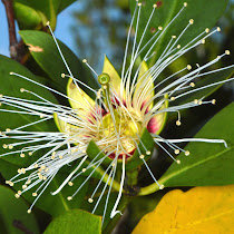 Plants of Northern Australia