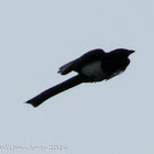 Magpie; Urraca