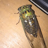 Robinson's Annual Cicada