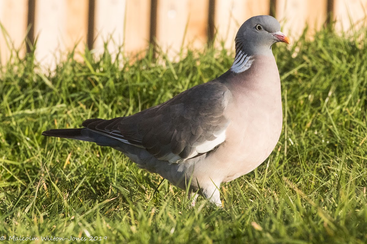 Woodpigeon