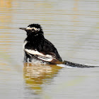 The white-browed wagtail