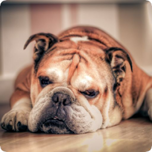 How to get Bulldog Sounds 1.0 mod apk for laptop
