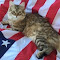 Item logo image for AmeriCats