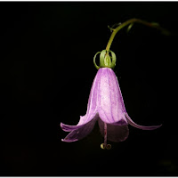 Finchè c'è luce, c'è speranza...? di 