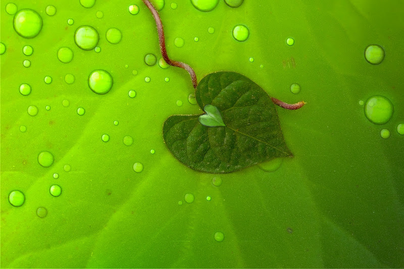 Green Heart di Daniela Ghezzi