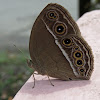 Common Bushbrown Butterfly