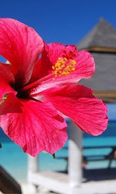 すべての花の画像 50 ハイビスカス 壁紙