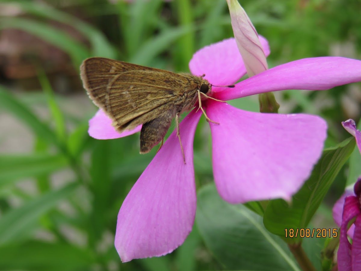 Skipper Butterfly