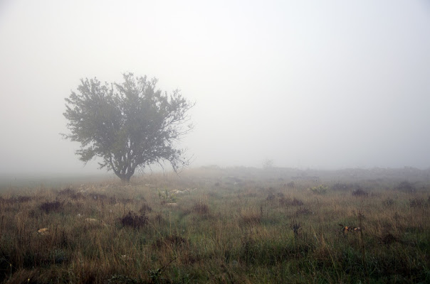 silence di Primula Vico