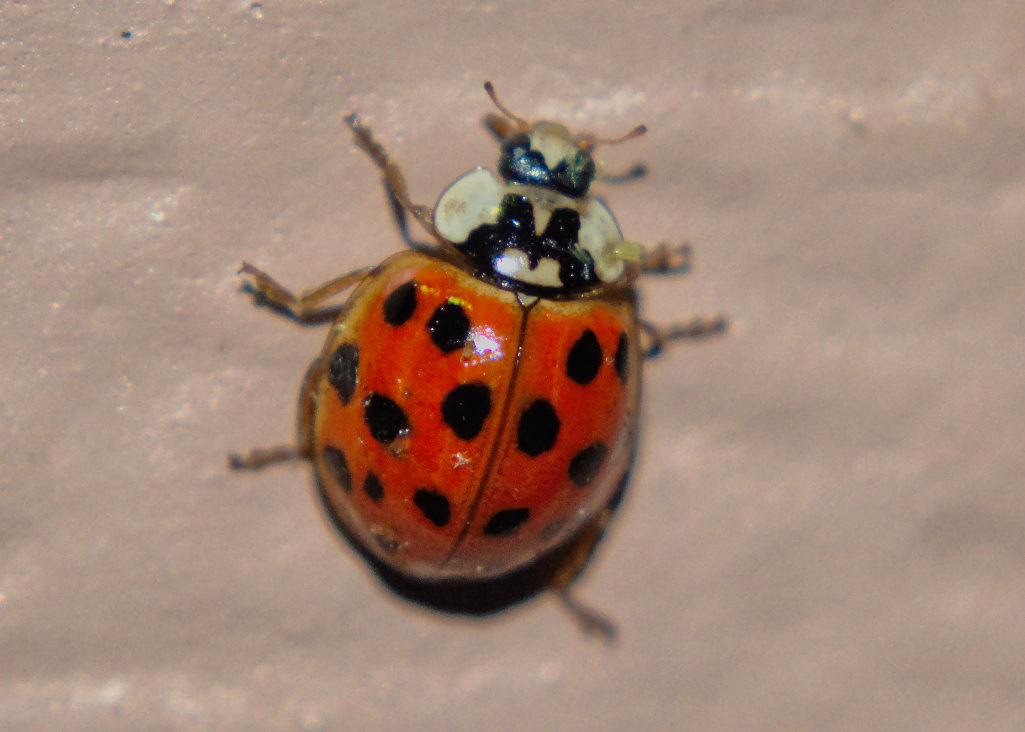 Multicolored Asian Lady Beetle