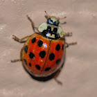 Multicolored Asian Lady Beetle