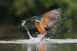 Kingfisher by Howard Kearley -   ( blue, king, fish, dive, water )