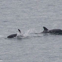 Bottlenose Dolphin