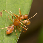 Ant mimic Crab Spider with weaver ant prey