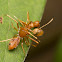 Ant mimic Crab Spider with weaver ant prey