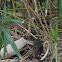 whitebrowed scrubwren