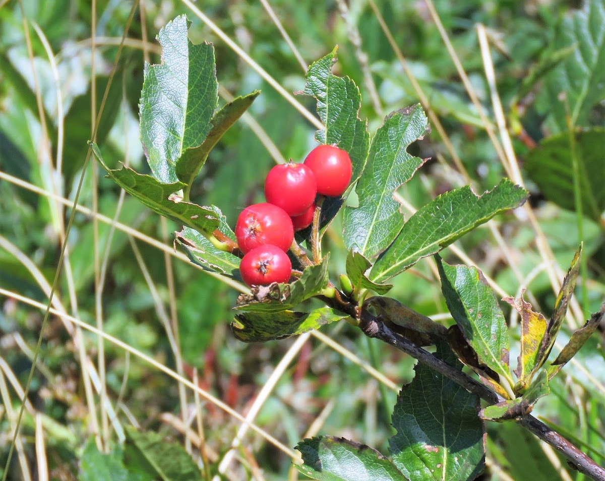 False Medlar