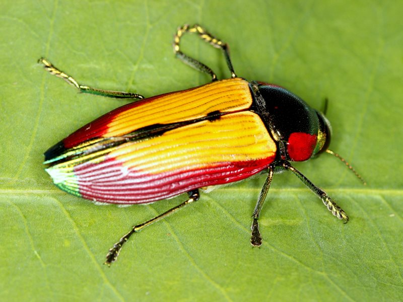 Jewel Beetle