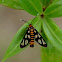 Wasp-mimic moth