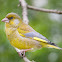 European greenfinch