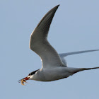 Forster's Tern (breeding plumage)