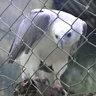 White-bellied sea eagle, white-breasted sea eagle