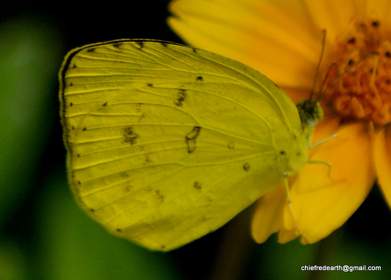 One-spot Grass Yellow, Anderson's Grass Yellow