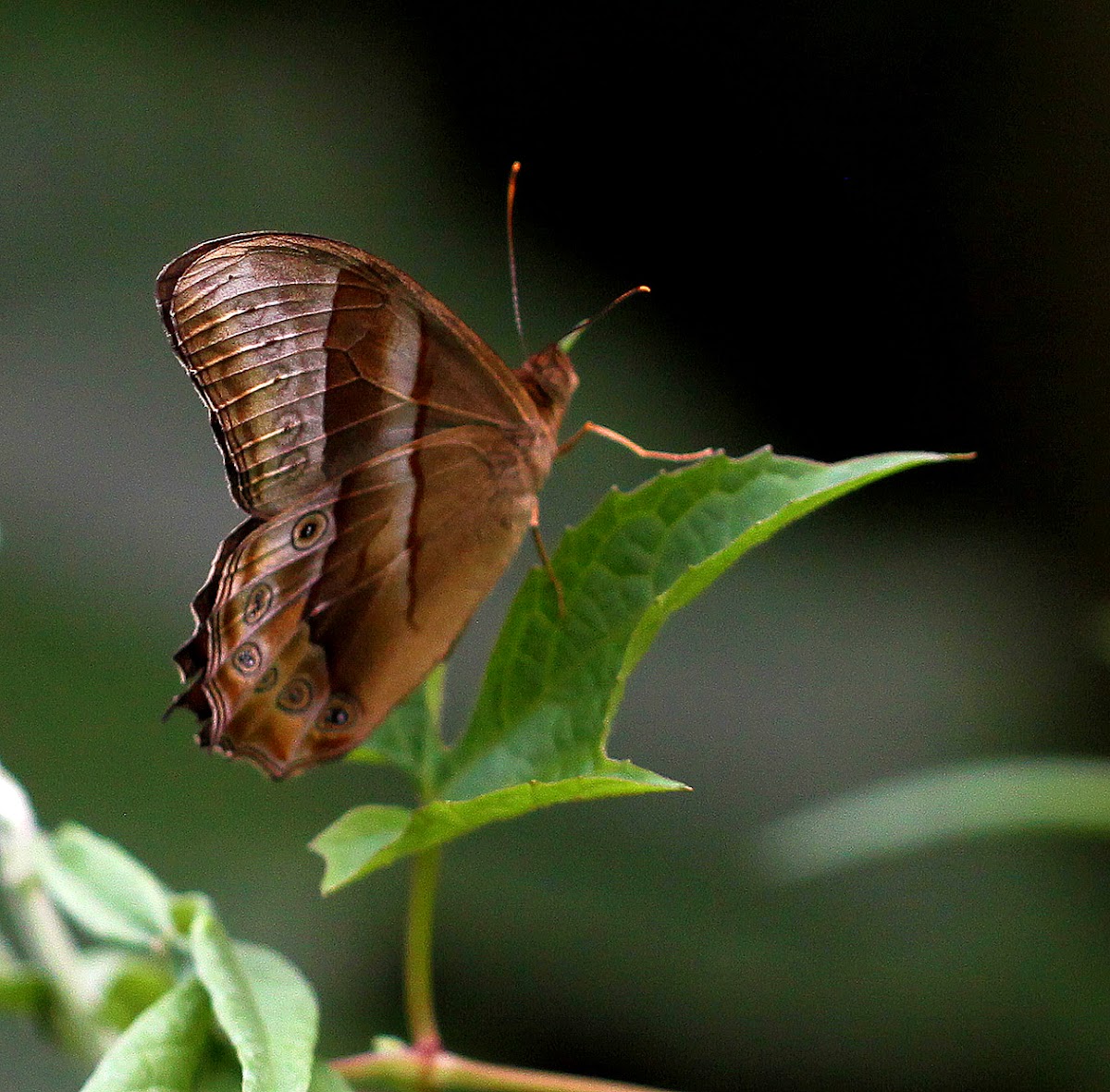 Common Red Forester