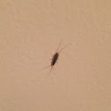 Silverfish