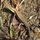 Brahminy Skink