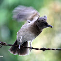 Mirla ollera - Black-billed Thrush