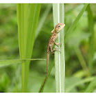 Calotes versicolor 變色樹蜥