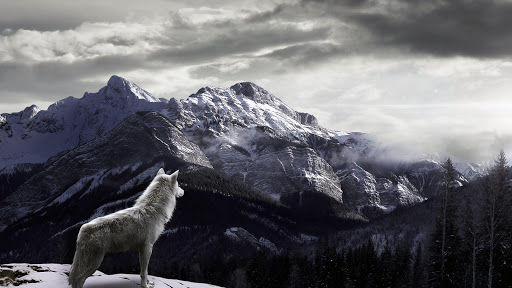 Wolf Pack 5 HD Live Wallpaper