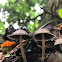 inky cap