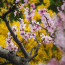 Peach tree blooms