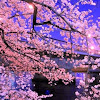 夜桜