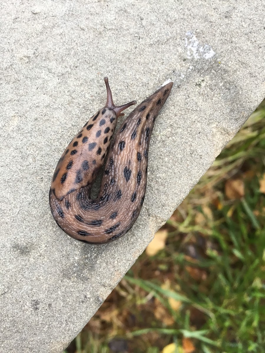 Leopard Slug