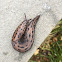 Leopard Slug