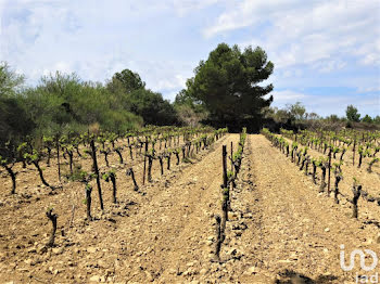 terrain à Roquefort-des-Corbières (11)