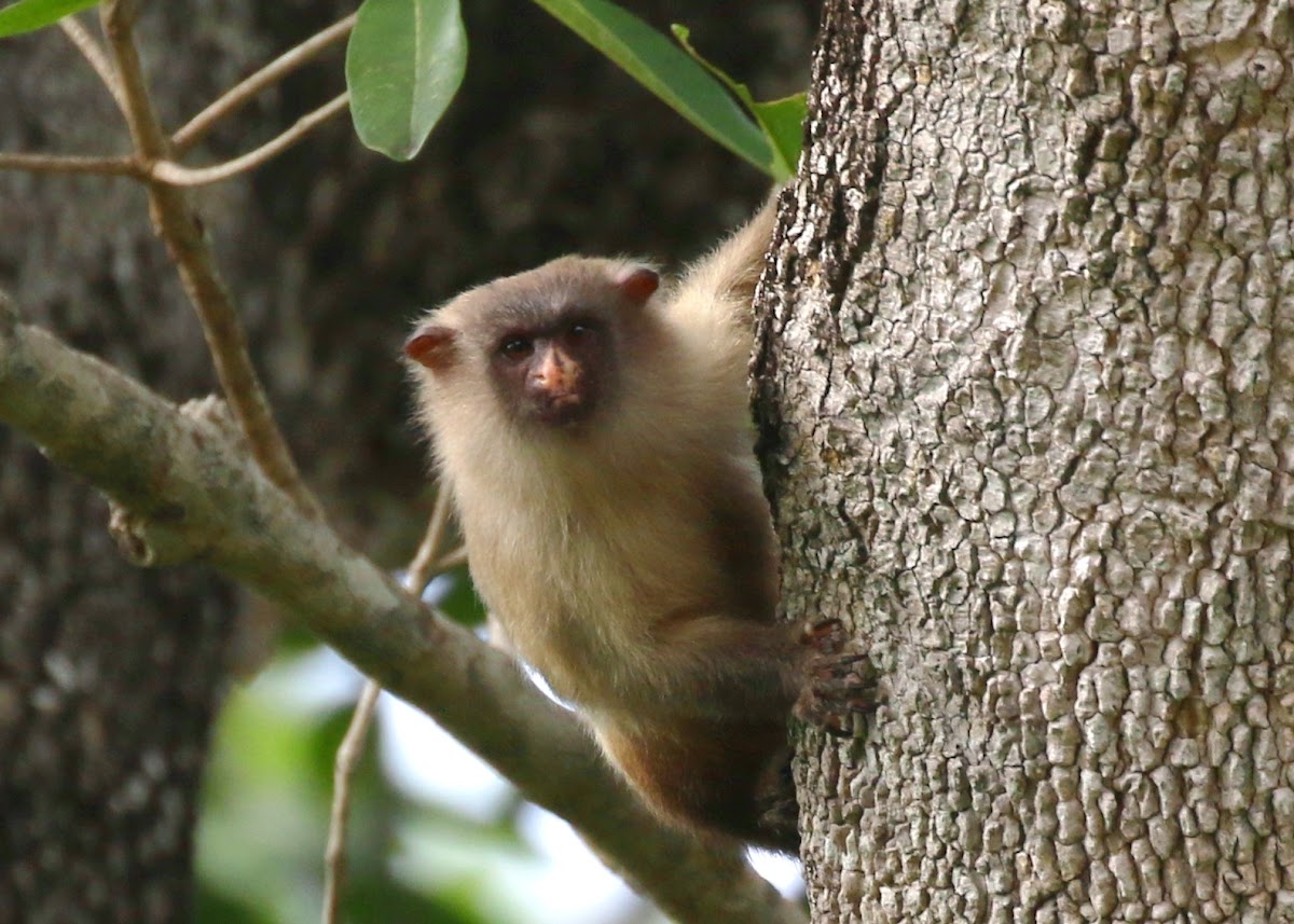 Black-tailed Marmoset