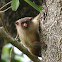 Black-tailed Marmoset