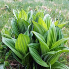 Black false hellebore