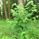 Bohemian Knotweed