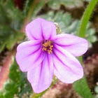 Mediterranean Stork's bill