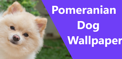 Pomeranian Dog Wallpapers 4k