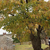 Chinese chestnut