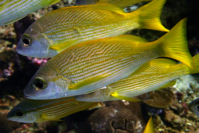 Bigeye snapper