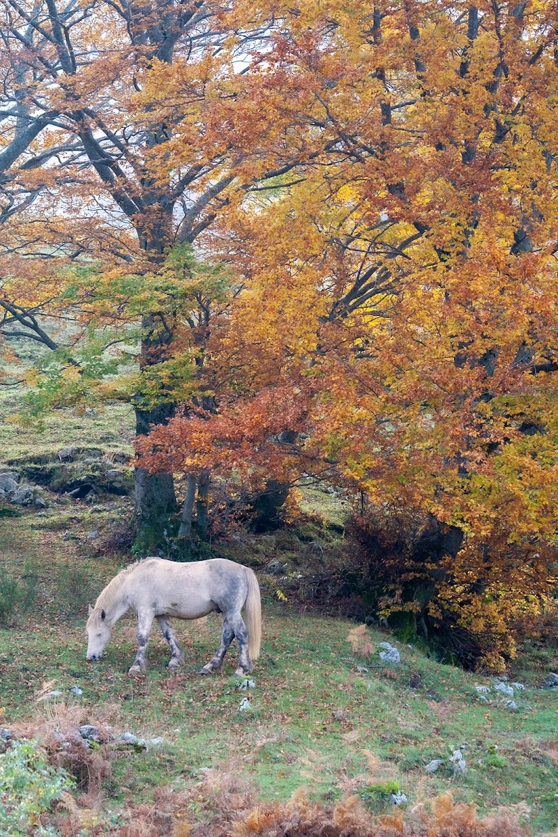 l'autunno in montagna di rino_savastano