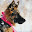 German Shepherd Wallpapers and New Tab