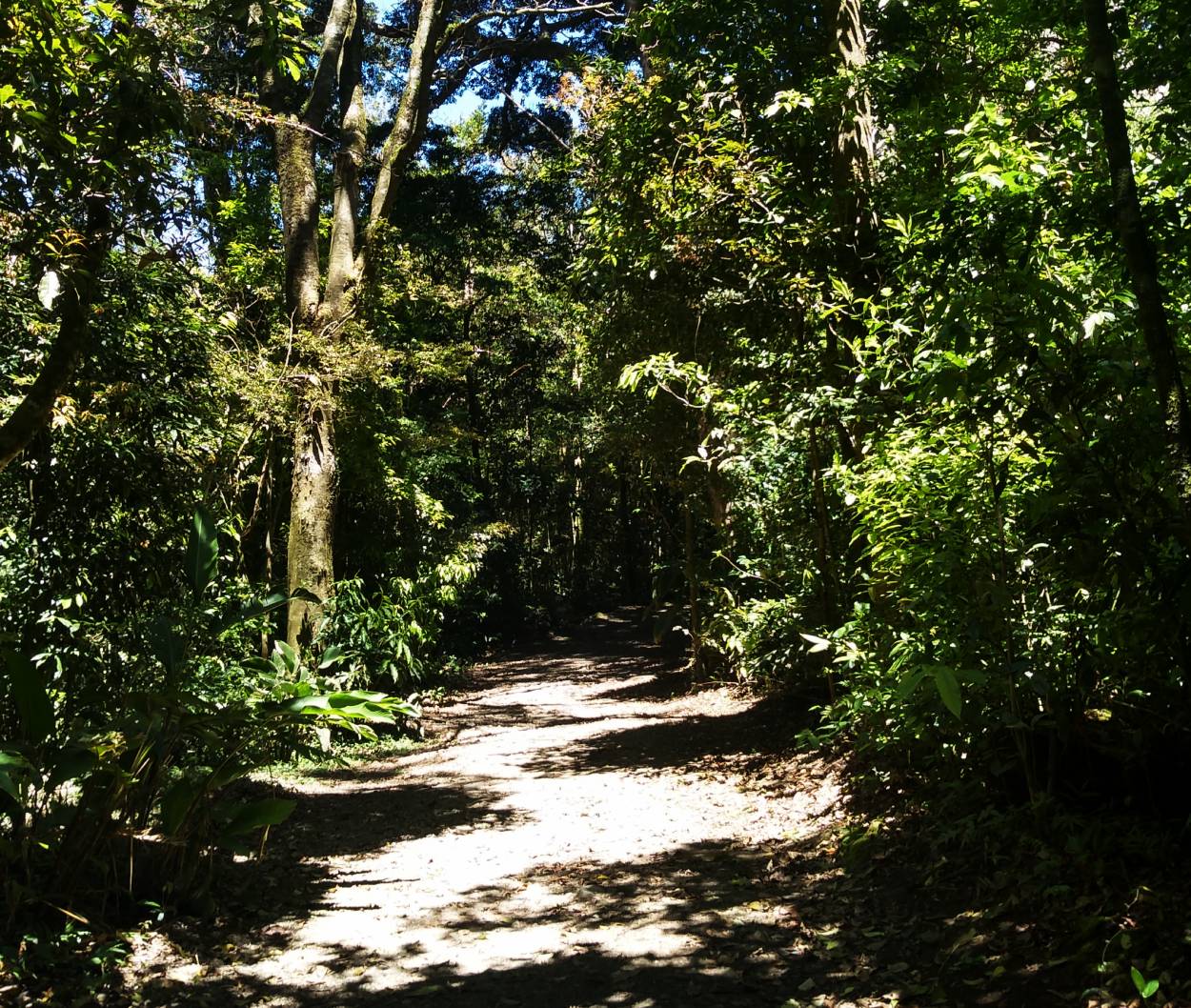 Curi-Cancha Preserve, Monteverde